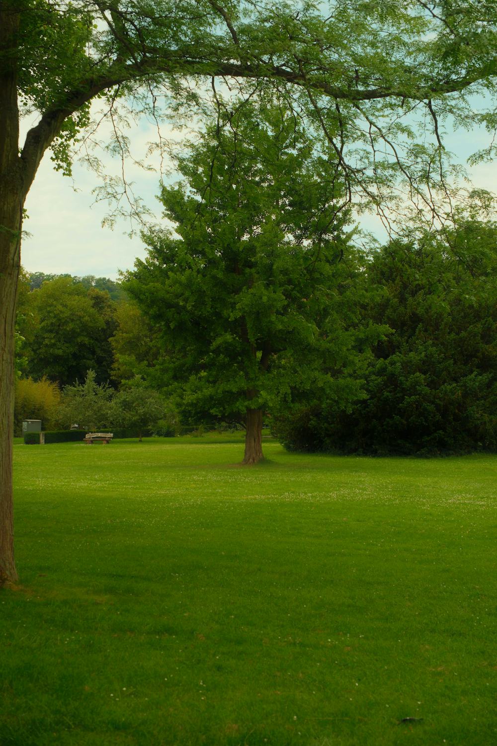 An illustrative green lawn surrounded by trees and planting beds